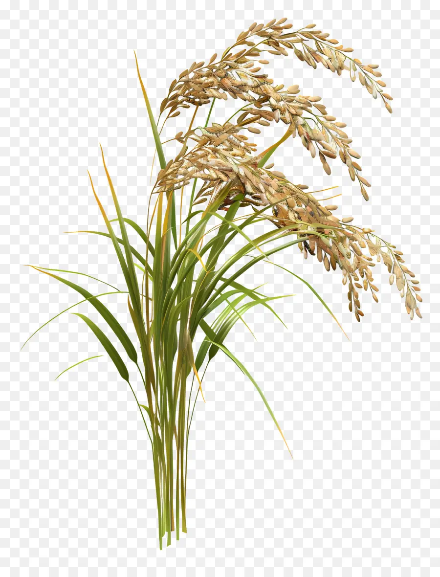 Talo De Arroz，Planta De Arroz PNG