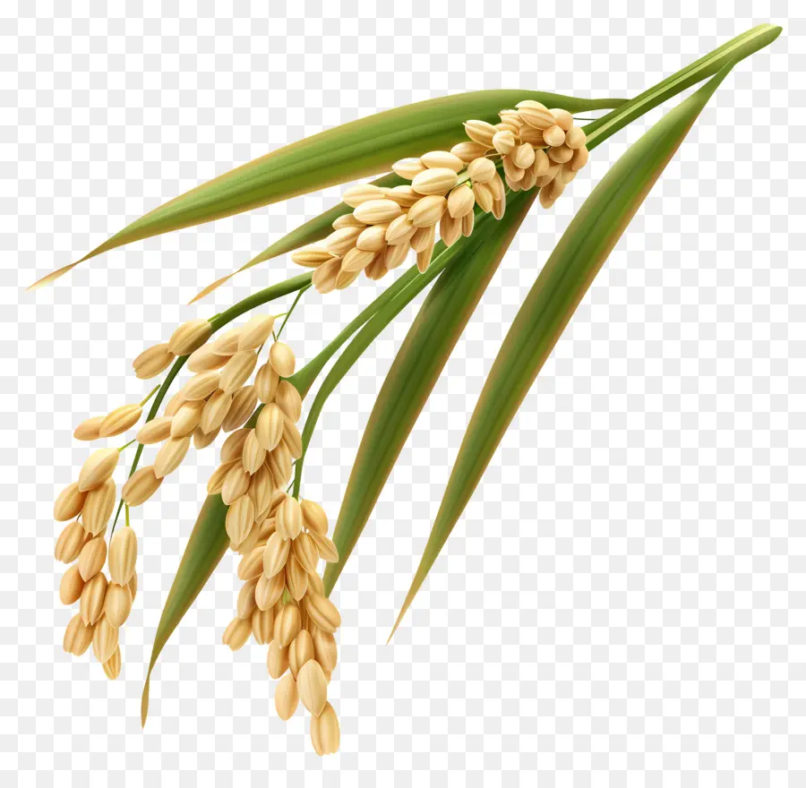 Grãos De Arroz，Planta De Arroz PNG