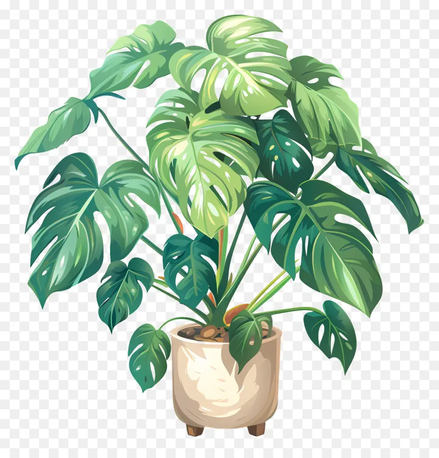 Planta Monstro，Planta Em Vaso PNG