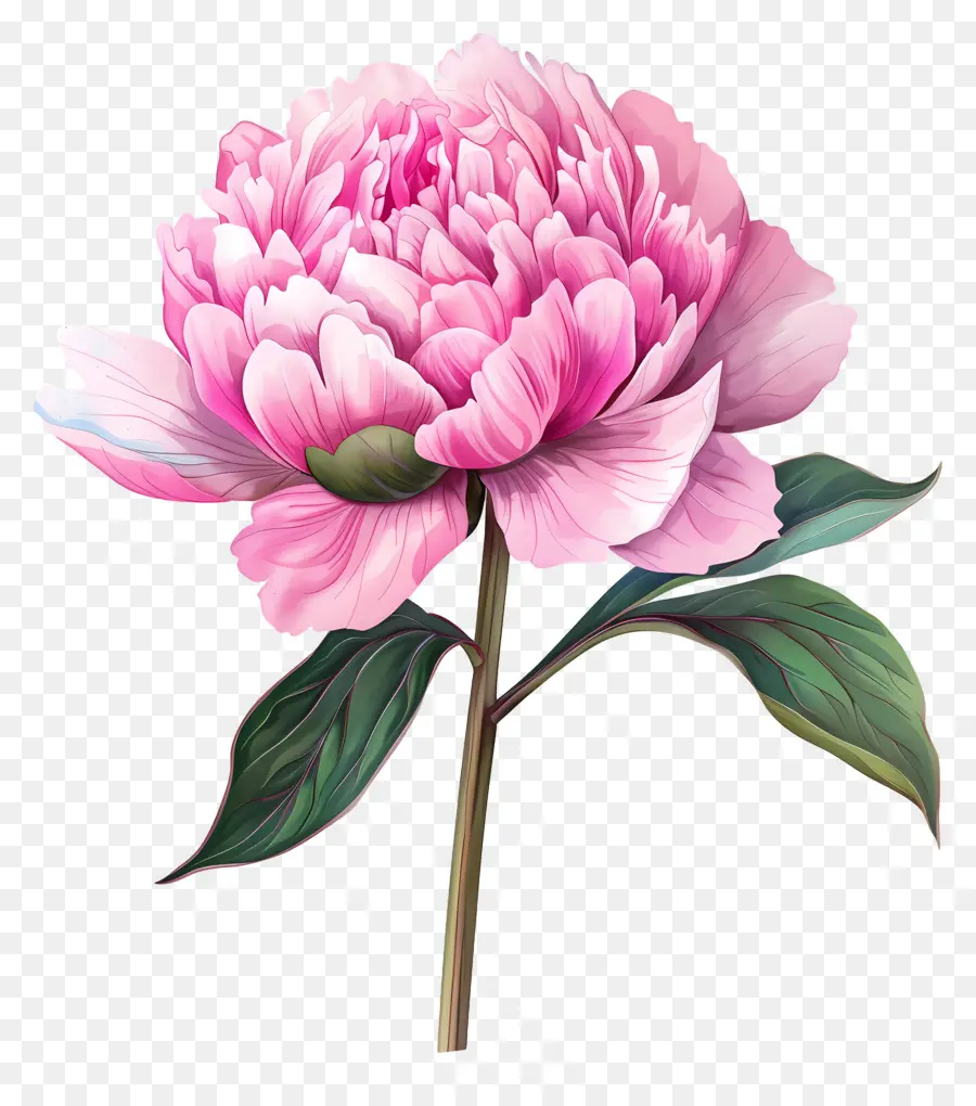 Peônia Rosa，Flor Vermelha PNG