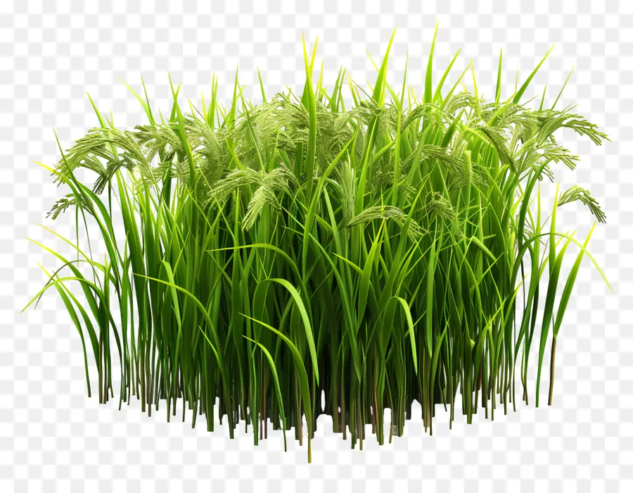 Arrozal，Plantas De Arroz PNG