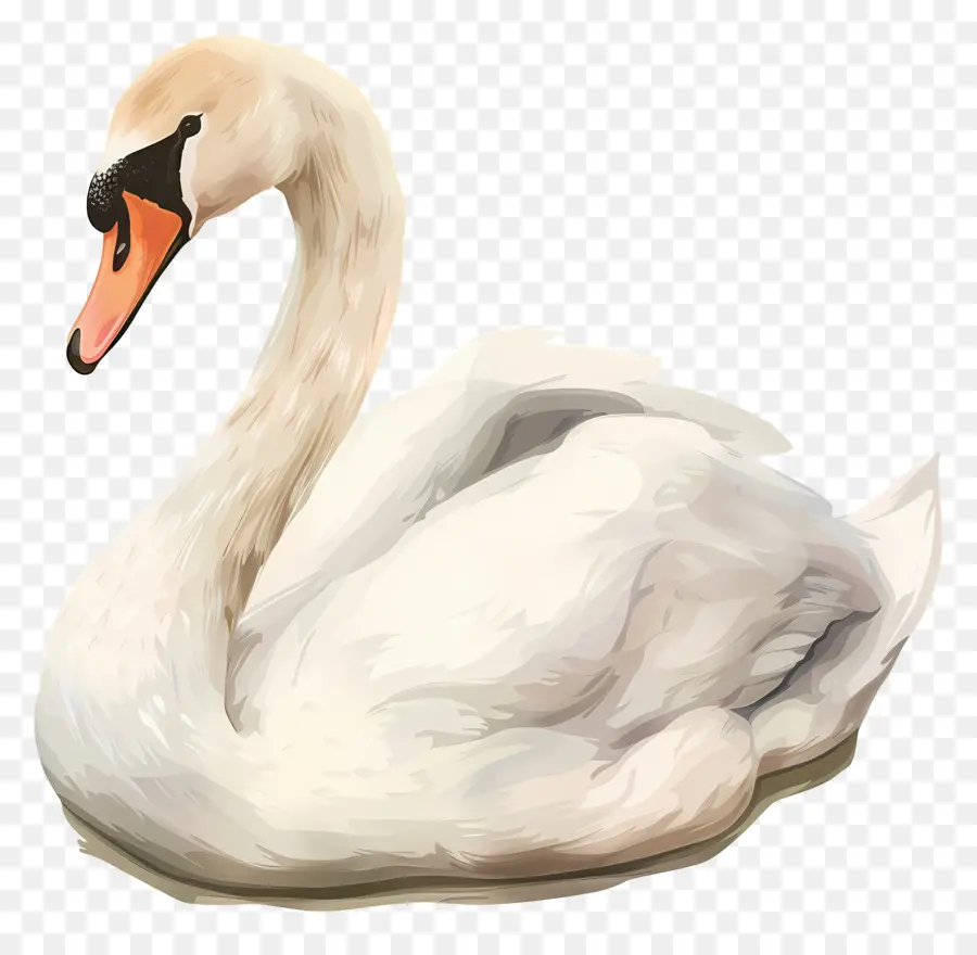 Cisne Fofo，Cisne PNG