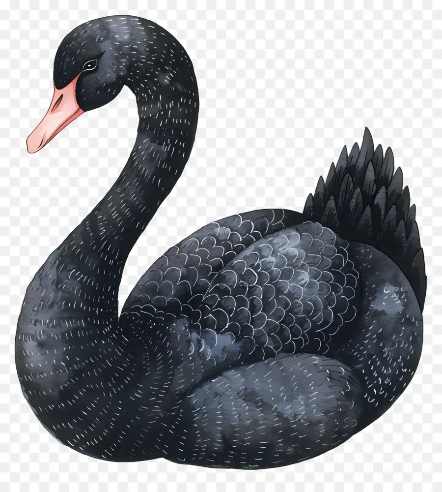 Cisne Negro，Penas PNG