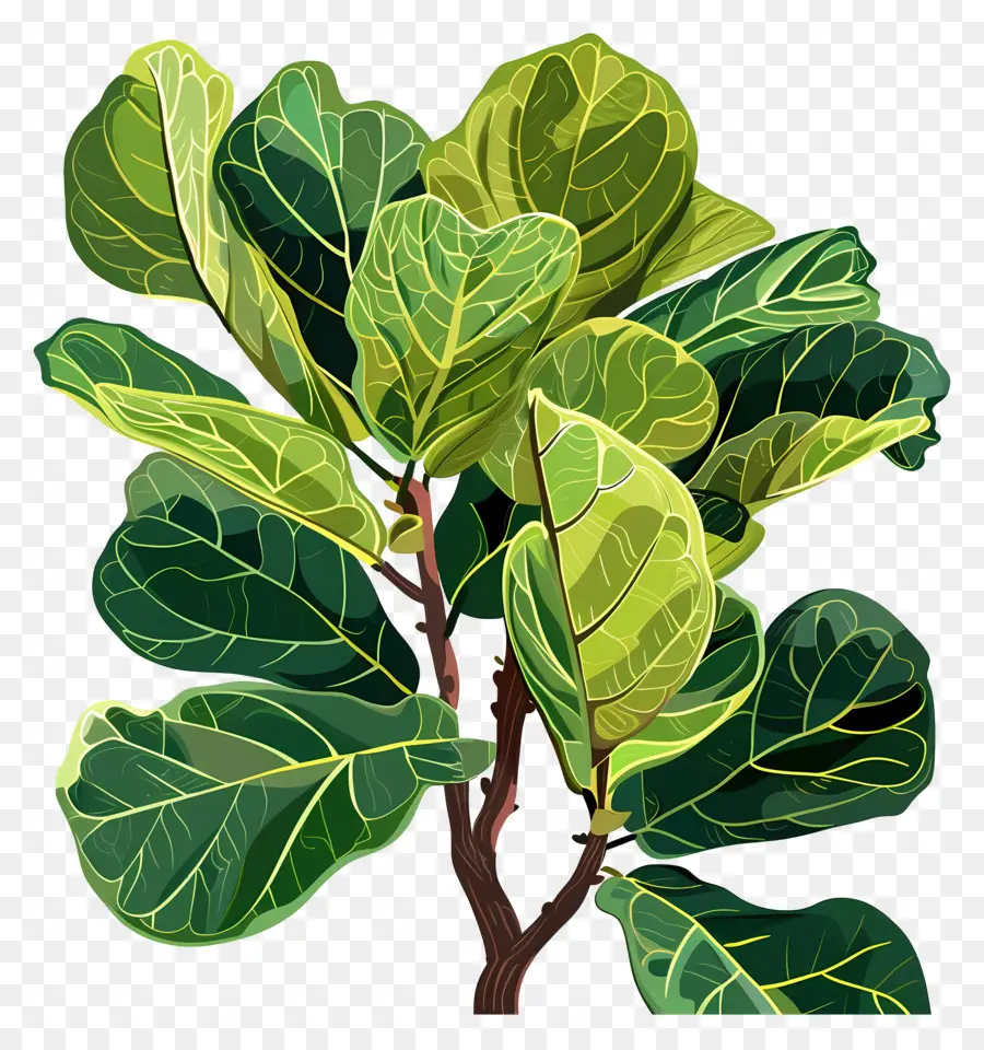 Ficus Lyrata，Plantar PNG