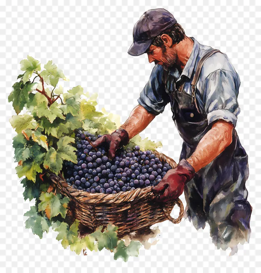 Colheita De Uvas，Uvas PNG