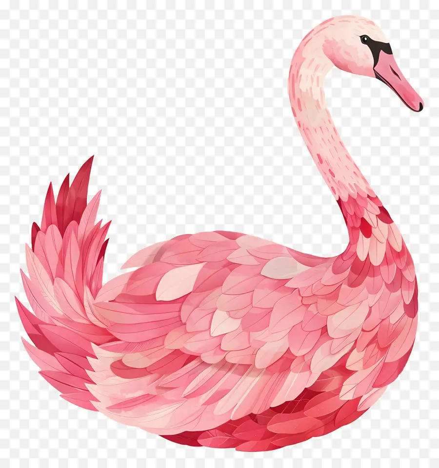 Cisne Rosa，Cisne PNG