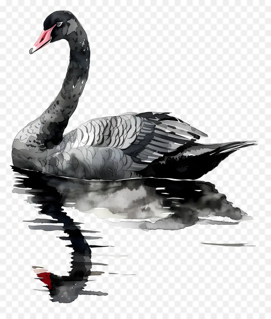 Cisne Negro，Cisne PNG