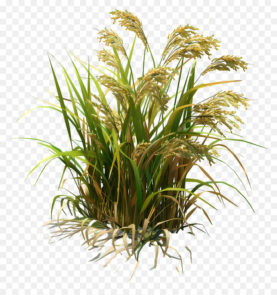 Talo De Arroz，Planta De Arroz PNG