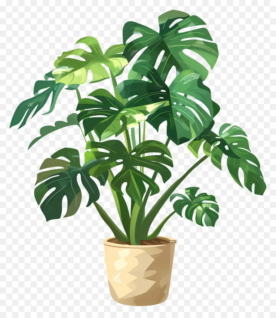 Planta Monstro，Planta Em Vaso PNG