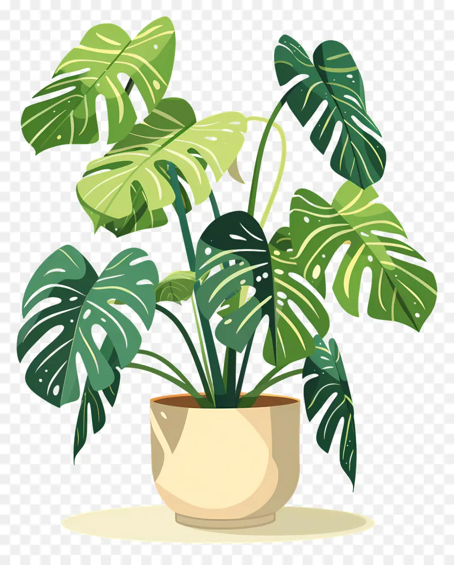 Planta Monstro，Planta Em Vaso PNG