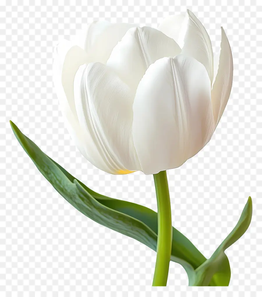 Bom Dia，Tulipa Branca PNG