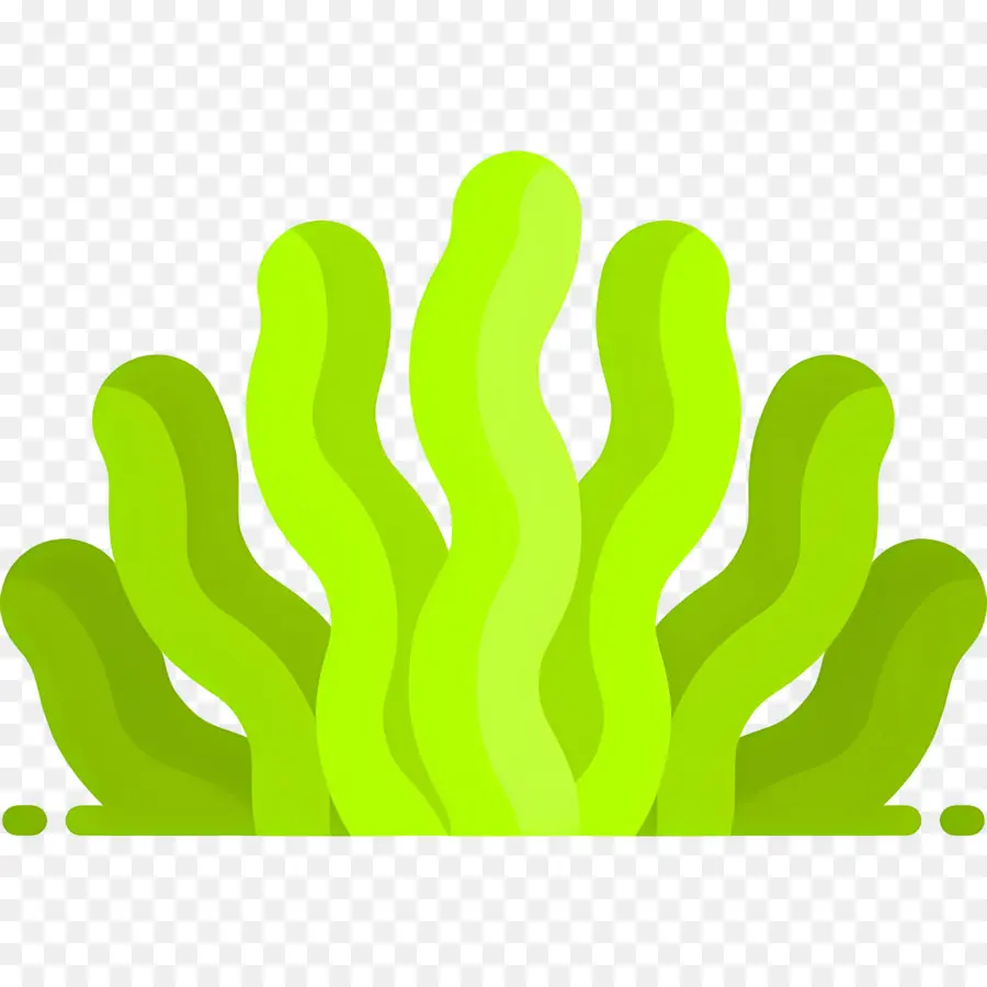 Alga，Oceano PNG