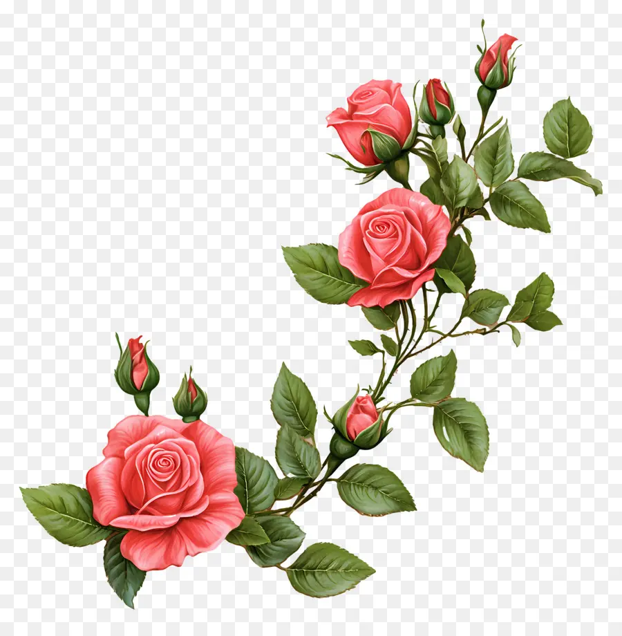 Rosa，Rosas Brancas PNG