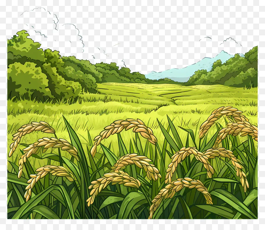 Campo De Arroz，Agricultura PNG