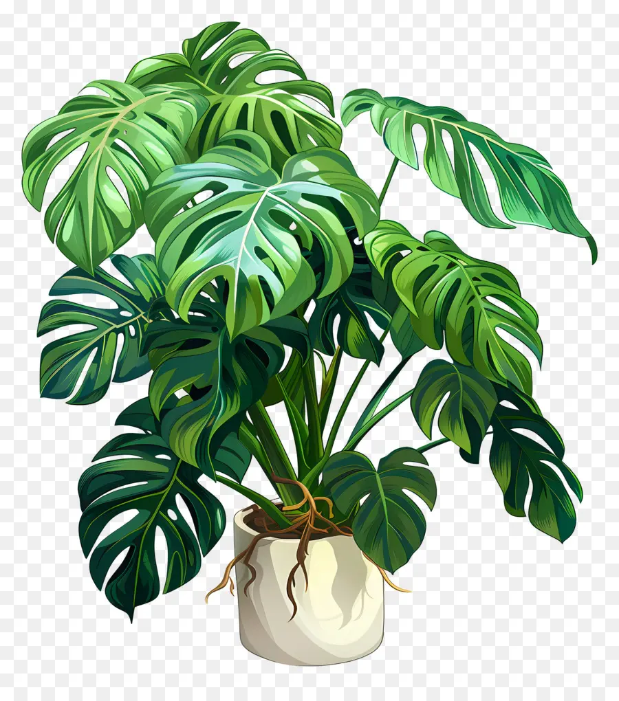 Planta Monstro，Planta Em Vaso PNG