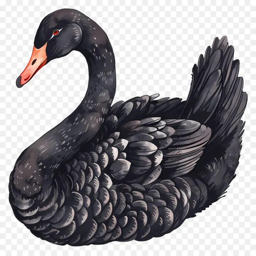 Cisne Negro，Elegante PNG