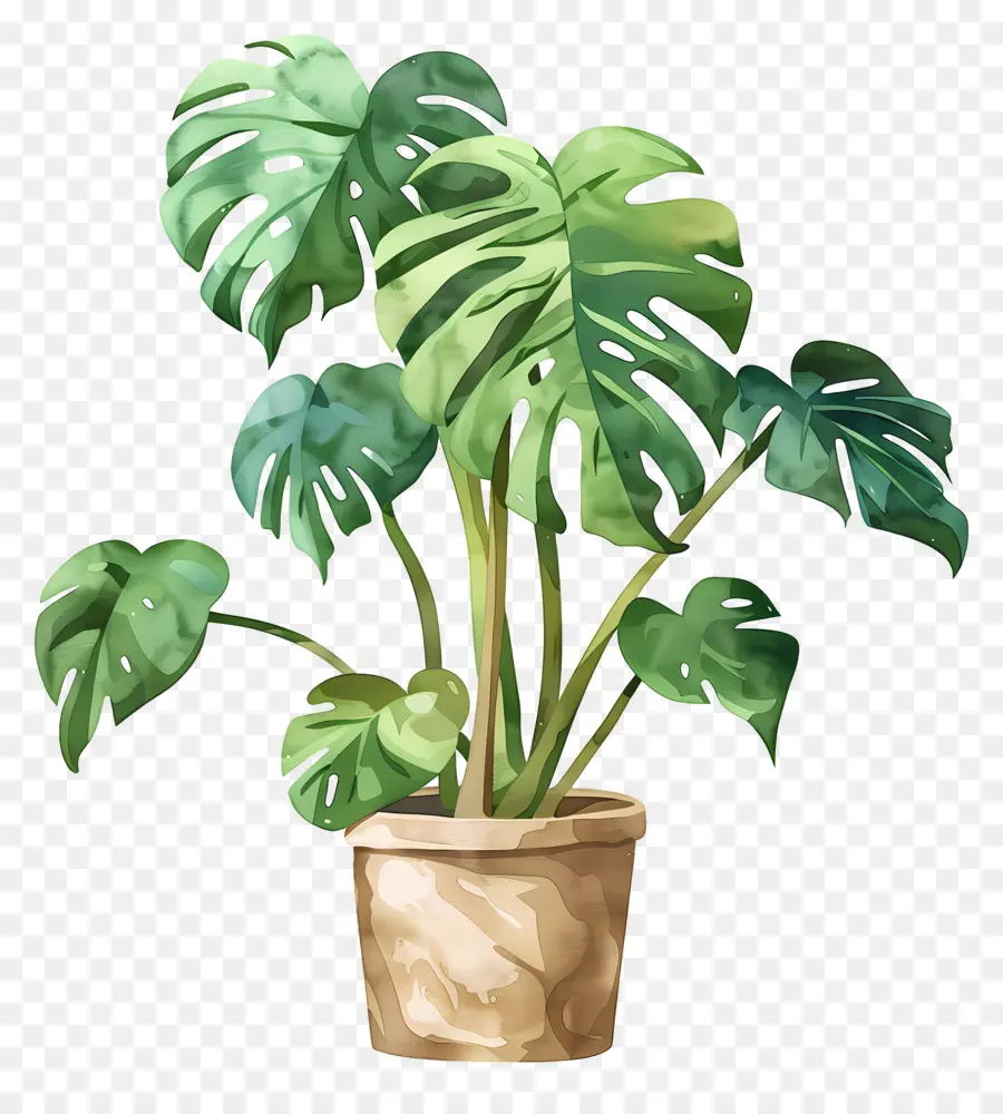 Planta Monstro，Planta Em Vaso PNG