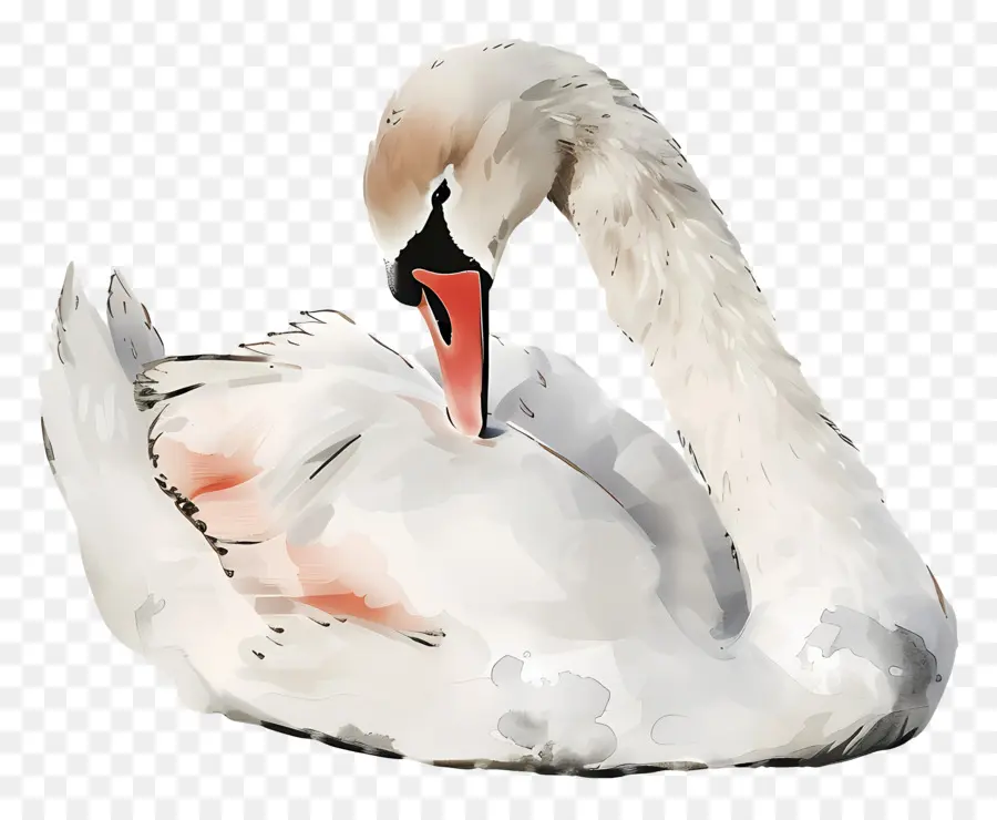 Cisne Fofo，Cisne PNG