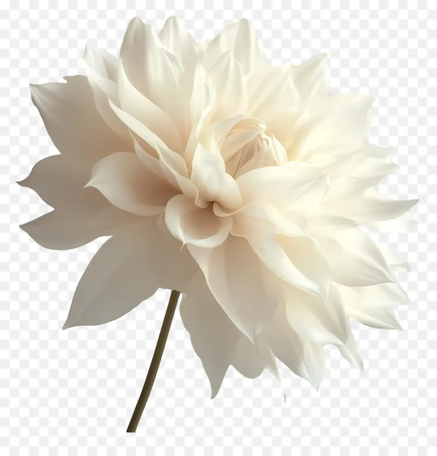 Bom Dia，Flor Branca PNG