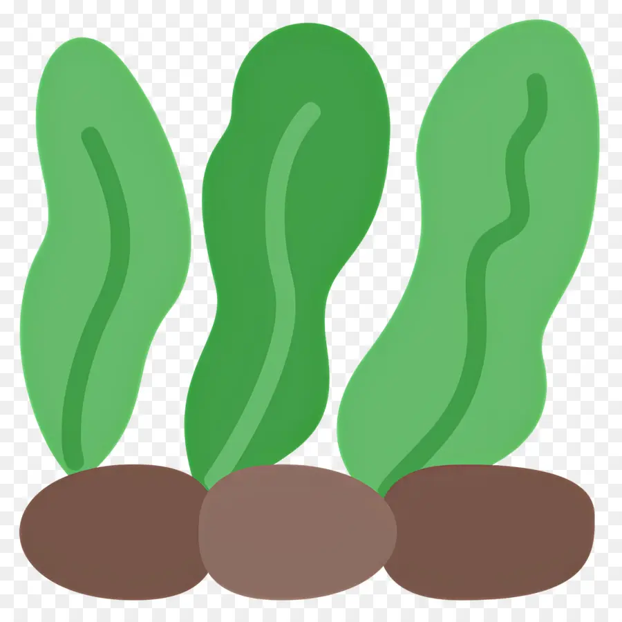 Alga，Plantas Verdes PNG