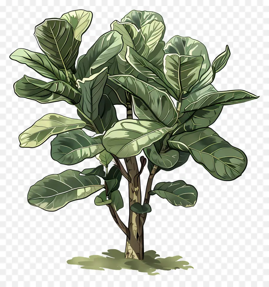 Ficus Lyrata，Planta Verde PNG