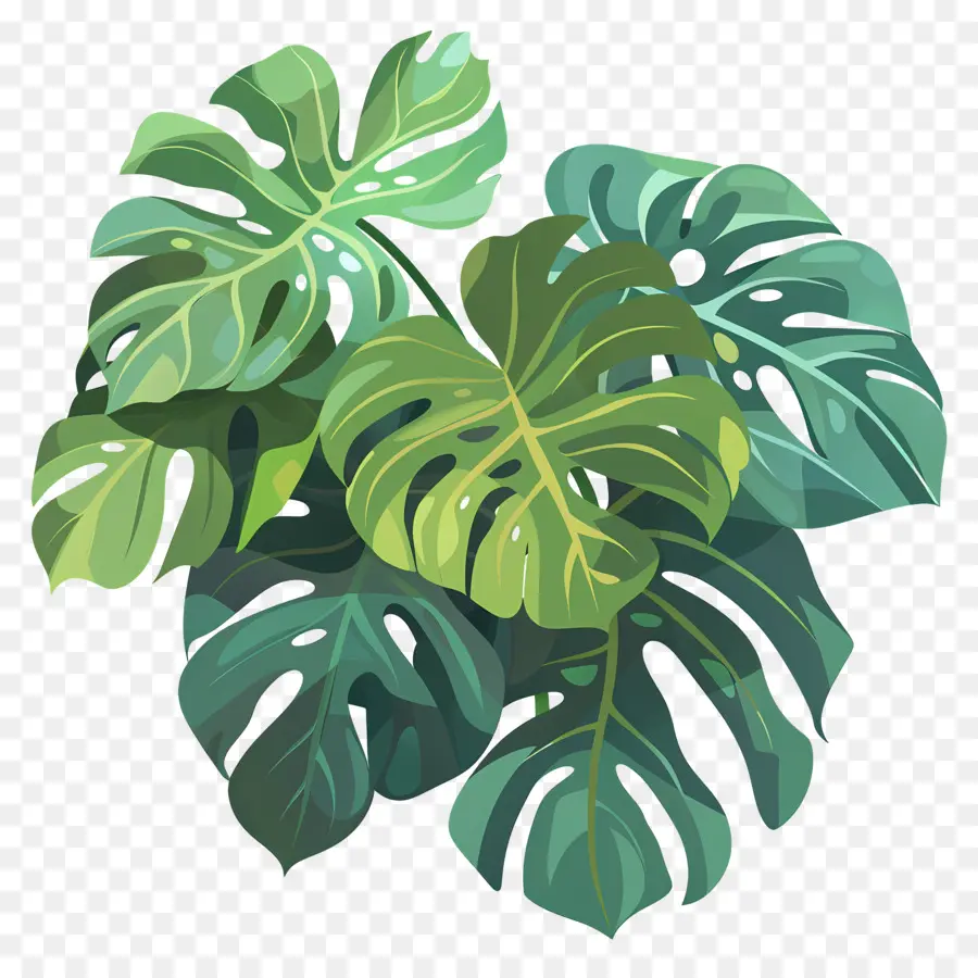 Planta Monstro，Folhas Tropicais PNG