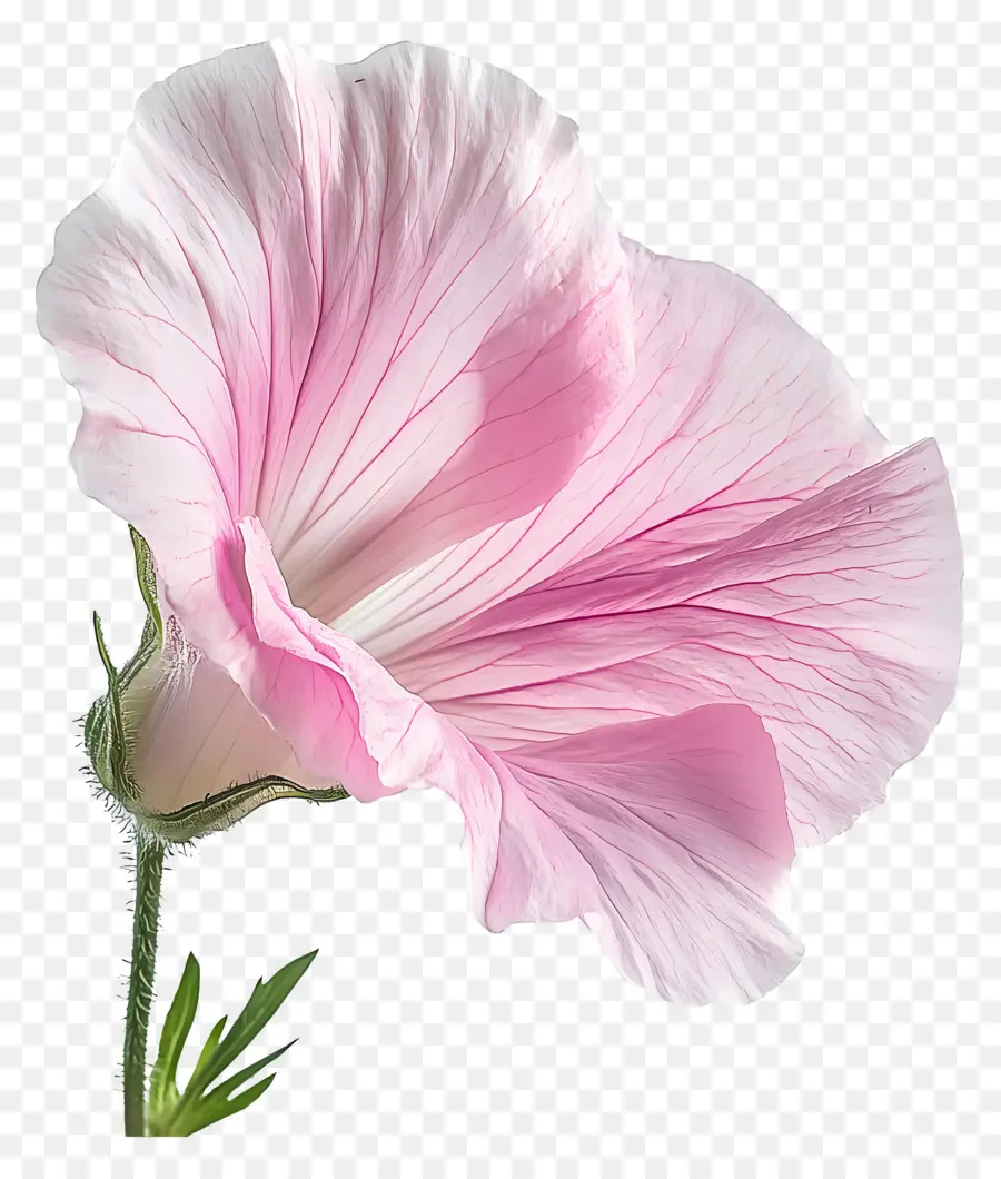 Bom Dia，Flor Rosa PNG