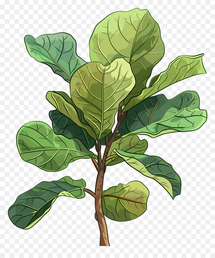 Ficus Lyrata，Plantar PNG