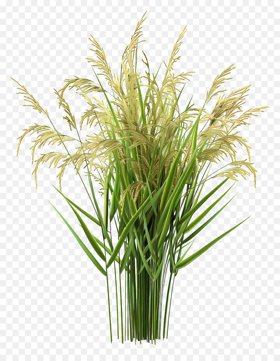 Talo De Arroz，Planta De Arroz PNG