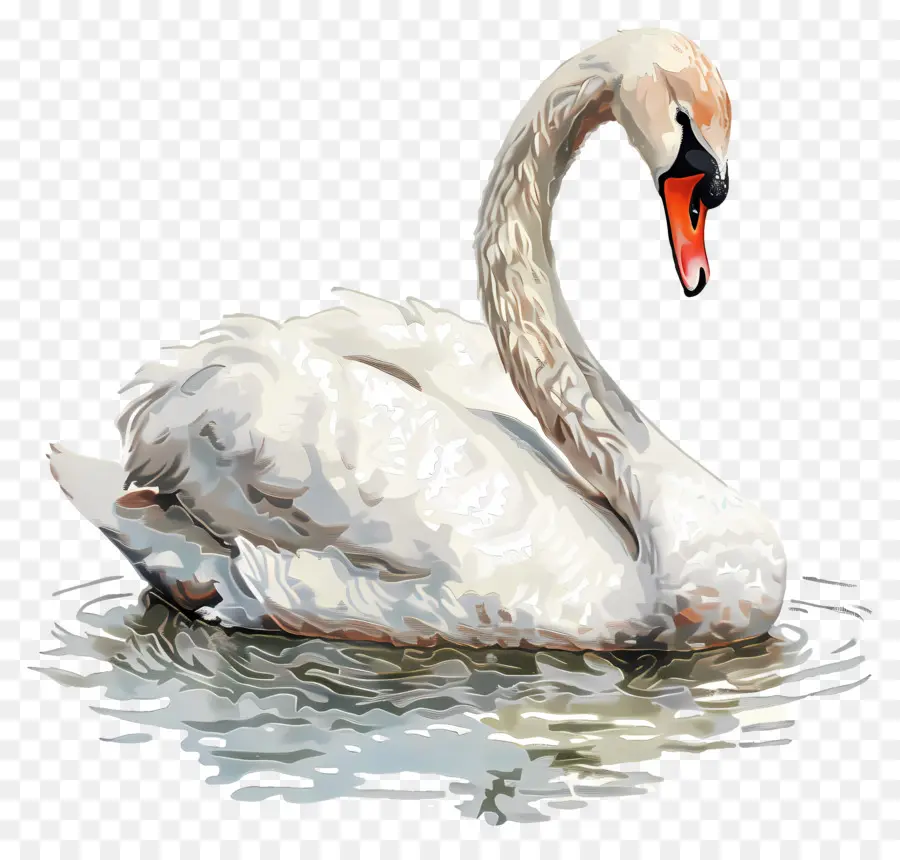 Cisne Fofo，Cisne PNG