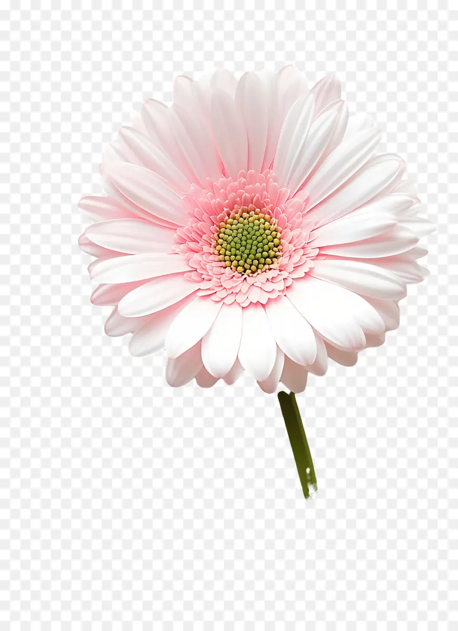 Bom Dia，Flor Rosa PNG