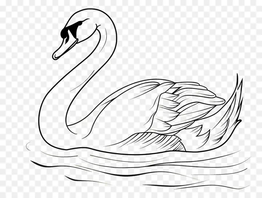 Contorno Do Cisne，Cisne PNG