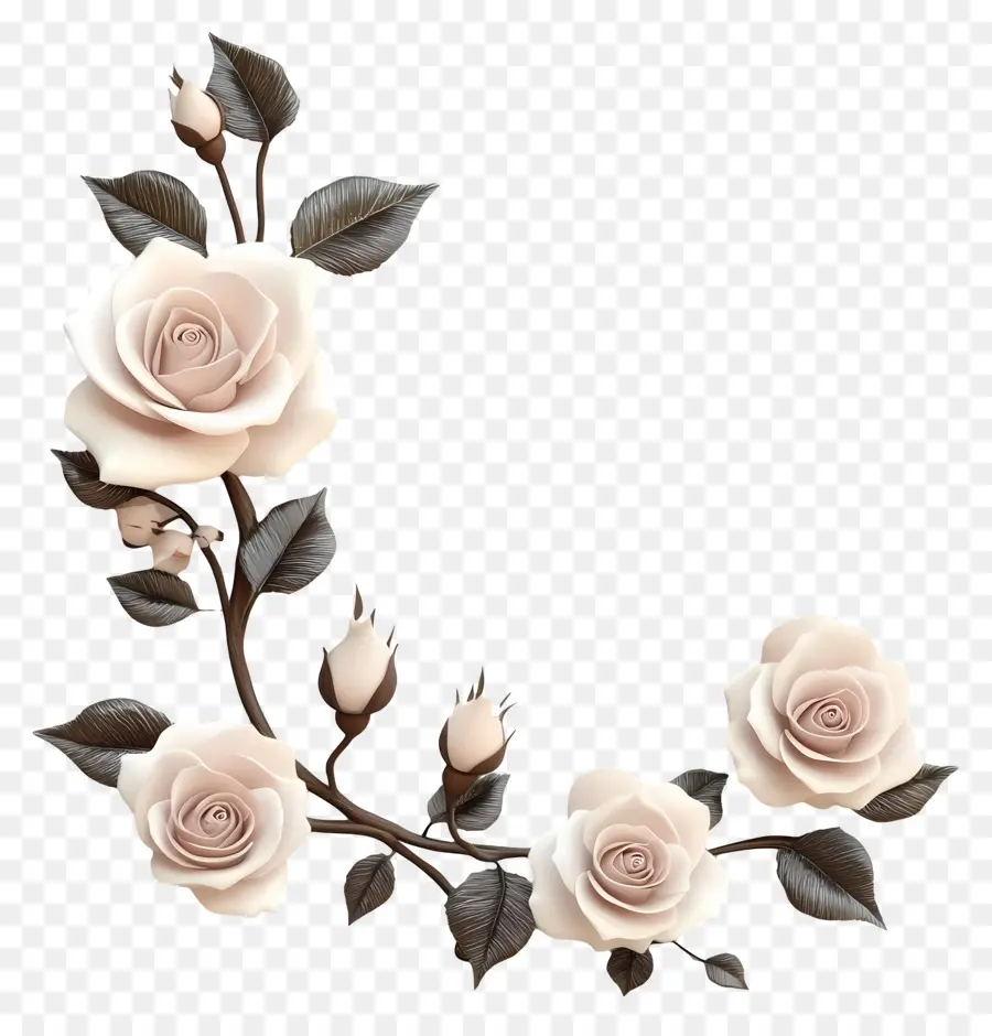 Rosa，Rosas Brancas PNG