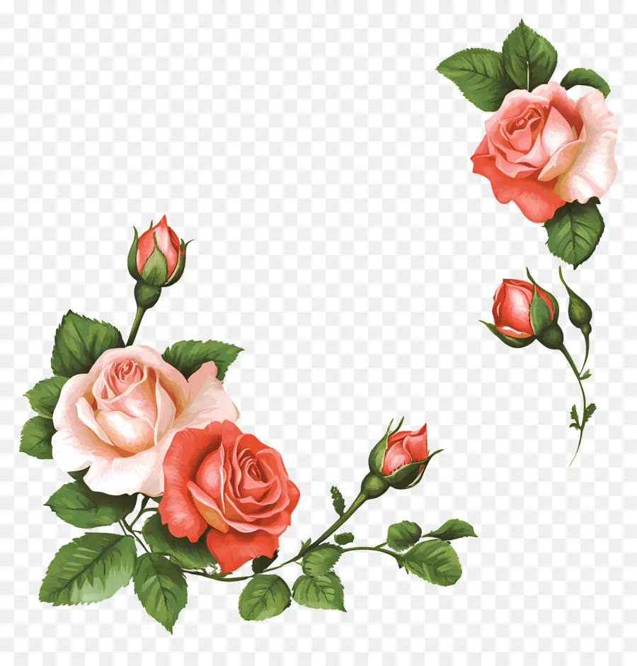 Rosa，Rosas Cor De Rosa PNG