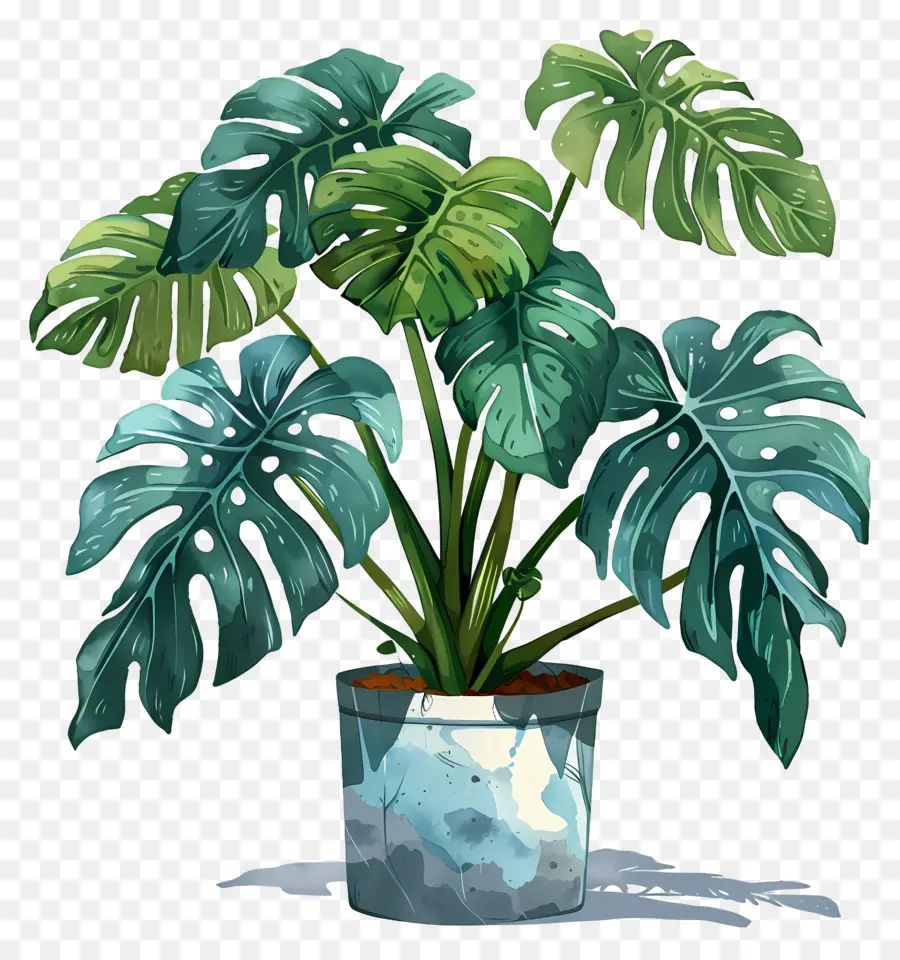 Planta Monstro，Vasos De Plantas PNG