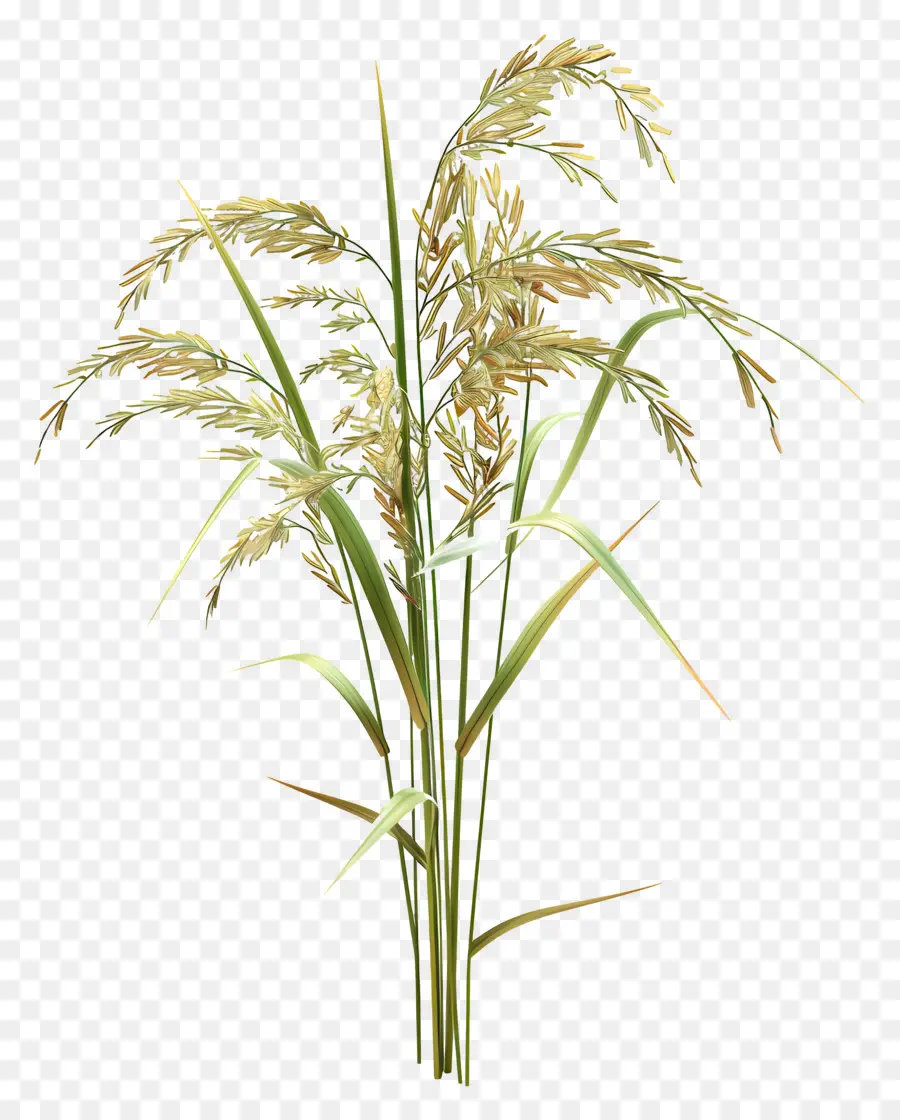 Talo De Arroz，Planta De Arroz PNG