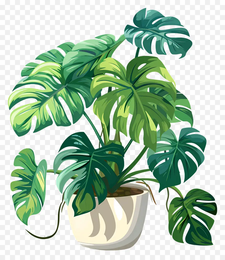 Planta Monstro，Planta Em Vaso PNG