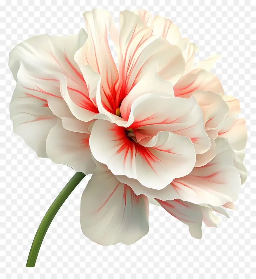 Bom Dia，Flor Vermelha E Branca PNG