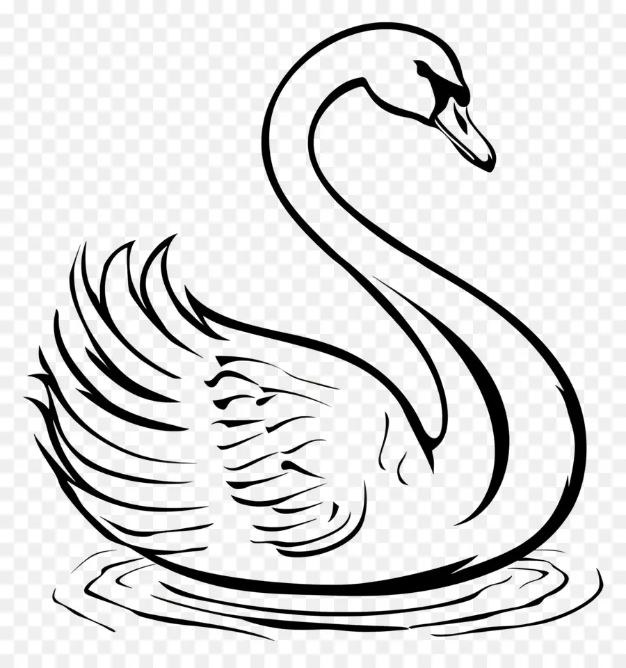 Contorno Do Cisne，Cisne PNG