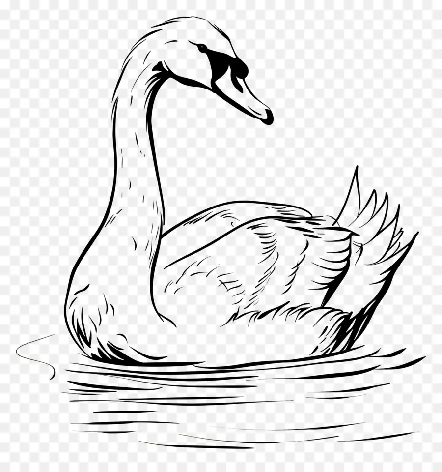 Contorno Do Cisne，Cisne PNG