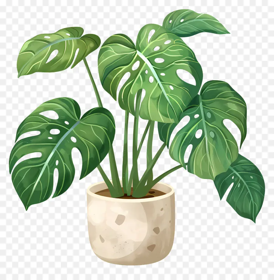 Planta Monstro，Planta Em Vaso PNG