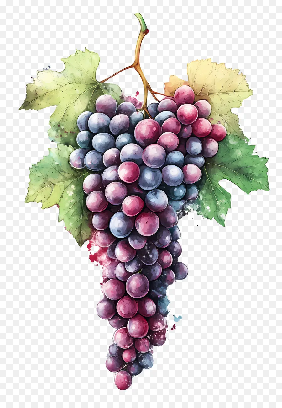 Colheita De Uvas，Uvas PNG