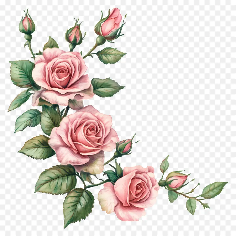 Rosa，Rosas Brancas PNG