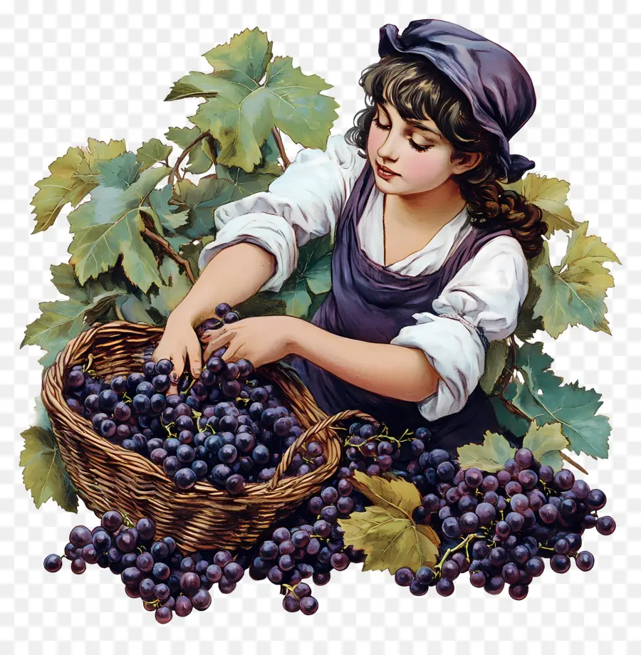 Colheita De Uvas，Menina Com Uvas PNG