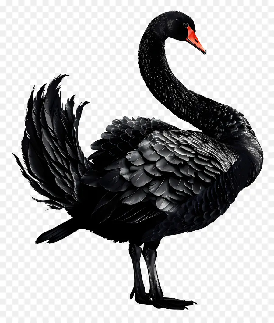 Cisne Negro，Bico Vermelho PNG