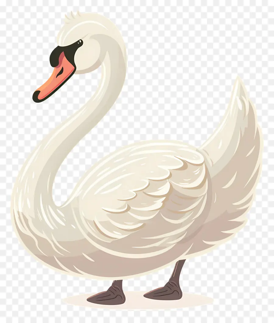 Cisne Fofo，Cisne Branco PNG