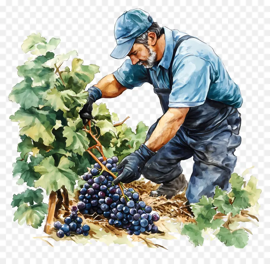 Colheita De Uvas，Agricultor PNG