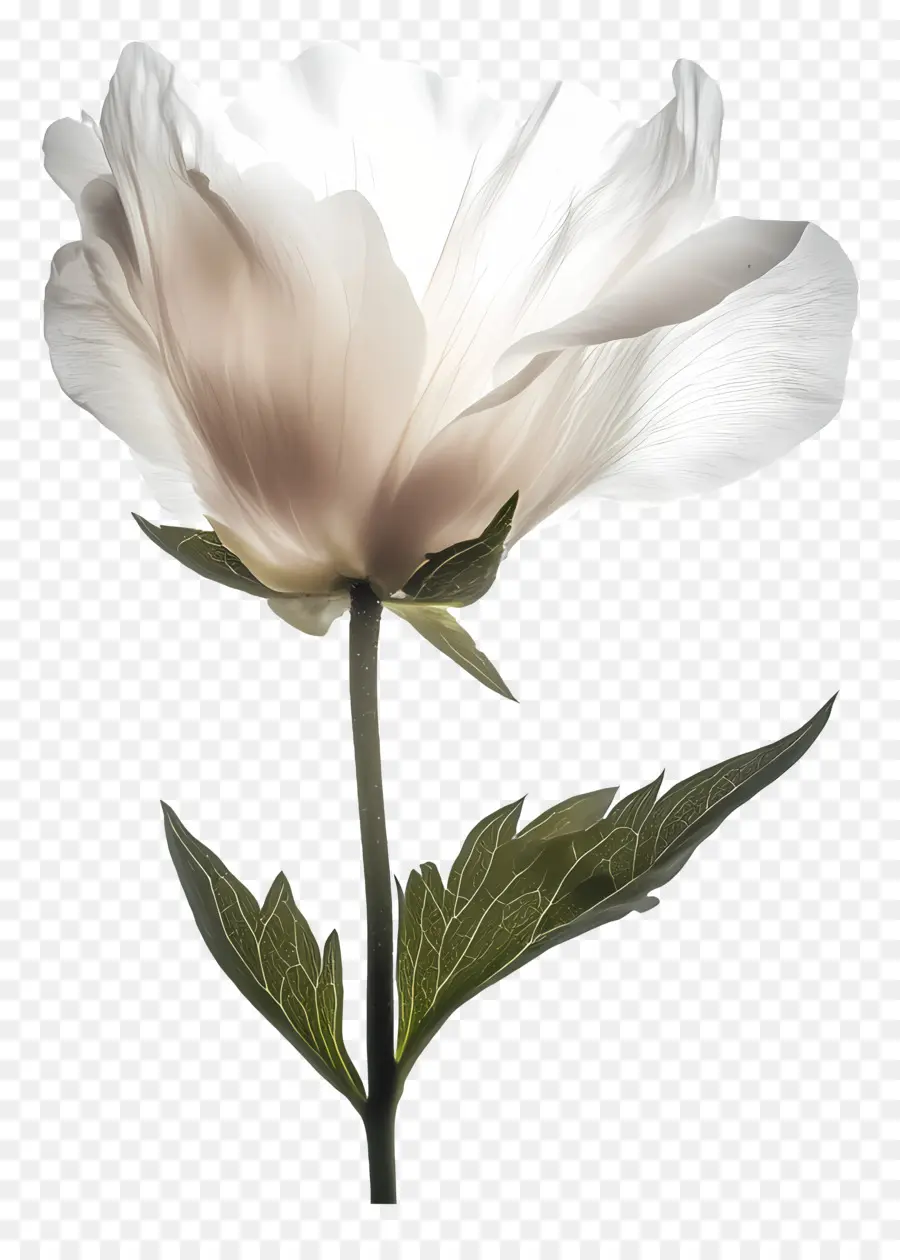 Bom Dia，Flor Branca PNG