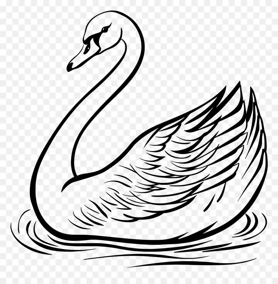 Contorno Do Cisne，Cisne PNG