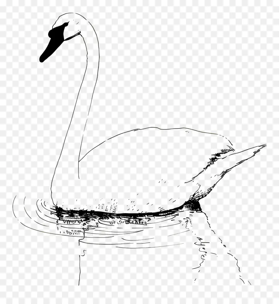 Contorno Do Cisne，Cisne PNG